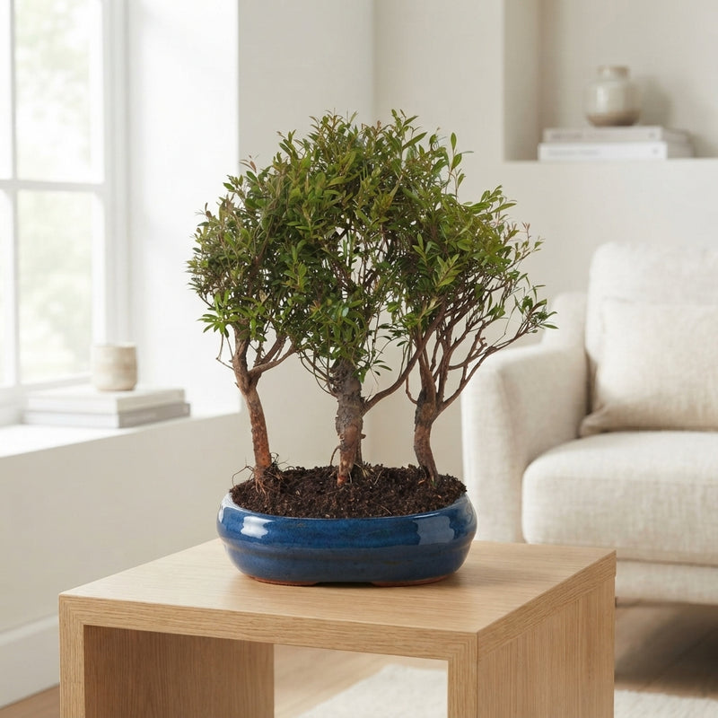 Indoor Bonsai Tree – Forest Ceramic Pot, 26cm