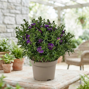 Purple Aster (Aster) – 19cm Pot