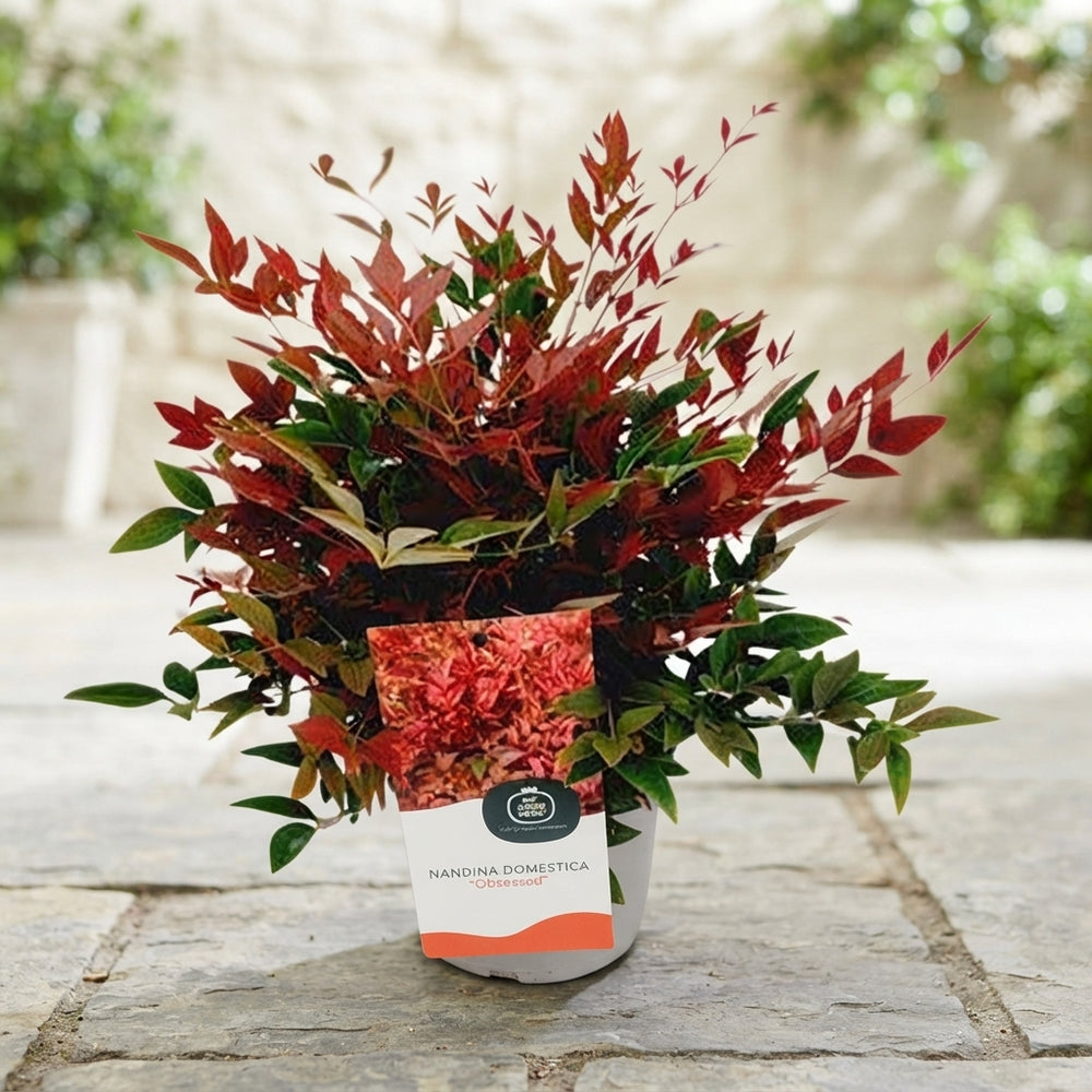 Nandina domestica ‘Obsessed’ – 17cm Pot