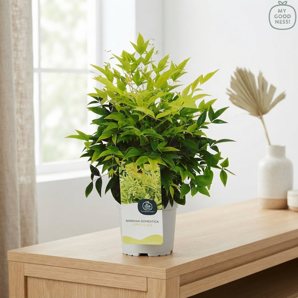 Nandina domestica ‘Lemon & Lime’ – 17cm Pot
