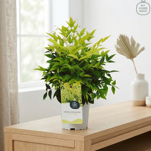 Nandina domestica ‘Lemon & Lime’ – 17cm Pot