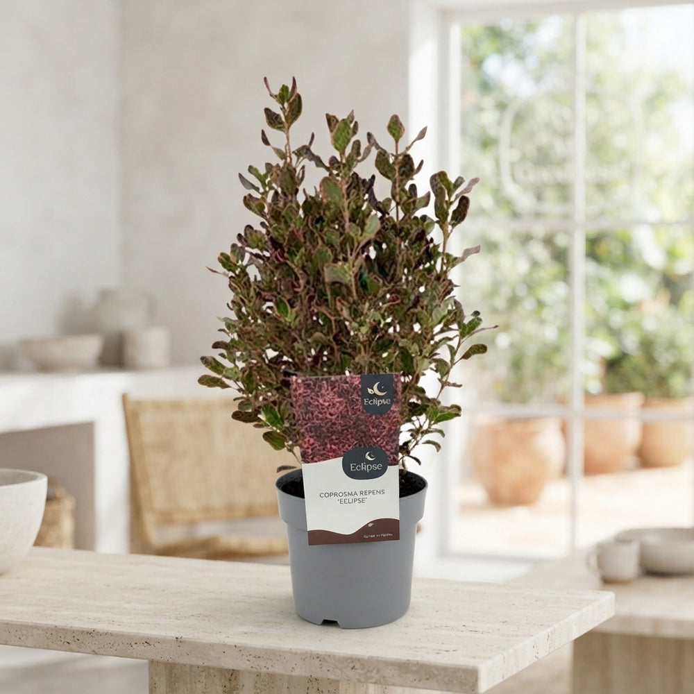 Coprosma ‘Eclipse’ – 17cm Pot, 30cm High