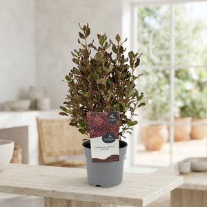 Coprosma ‘Eclipse’ – 17cm Pot, 30cm High