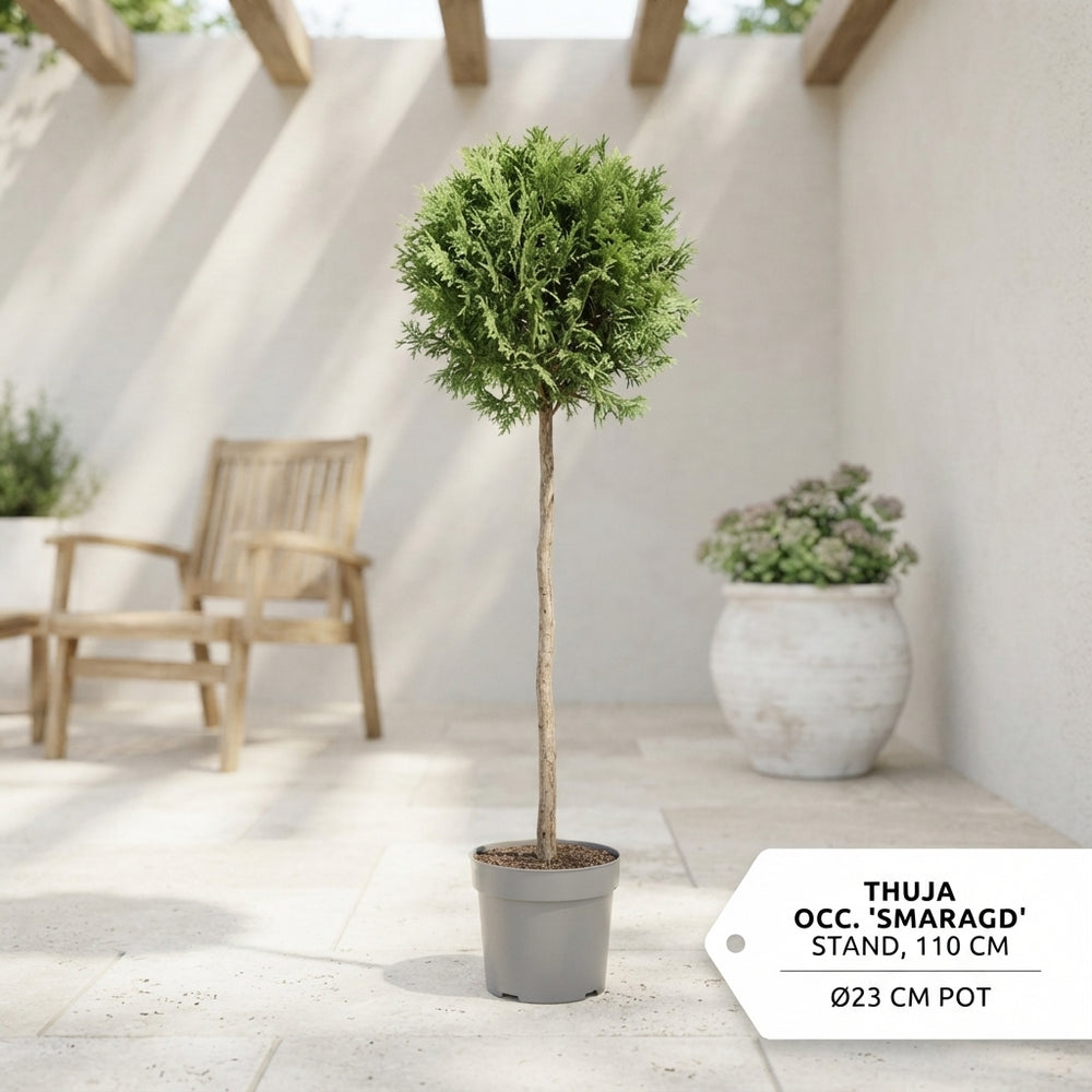 Emerald Green Thuja ‘Smaragd’ – 23cm Pot, 110cm