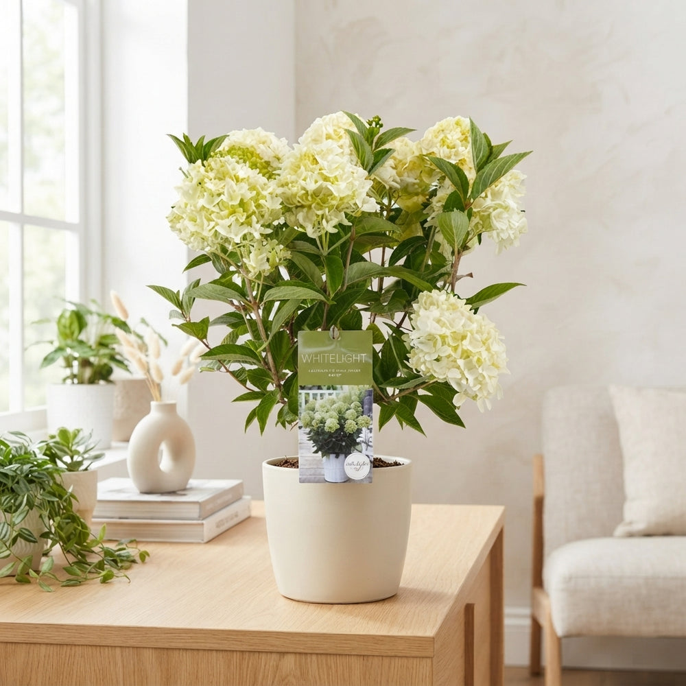 White Panicle Hydrangea (Hydrangea paniculata) – 19cm Pot