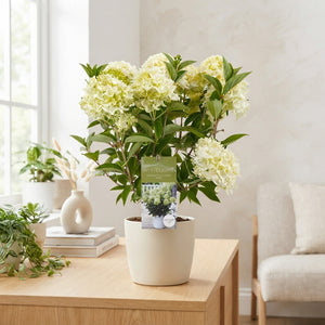 White Panicle Hydrangea (Hydrangea paniculata) – 19cm Pot