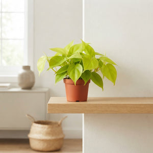 Philodendron ‘Neon’ Green Houseplant – 11cm Pot