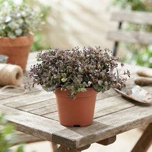 Robust Stonecrop (Sedum cauticola) – 12cm Pot
