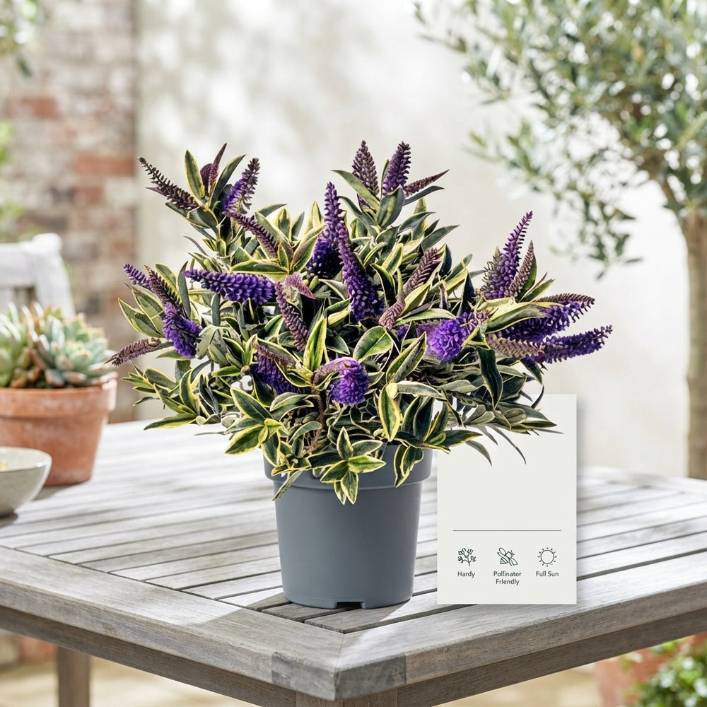 Hebe 'Wild Blue' – 15cm Pot, 30cm High