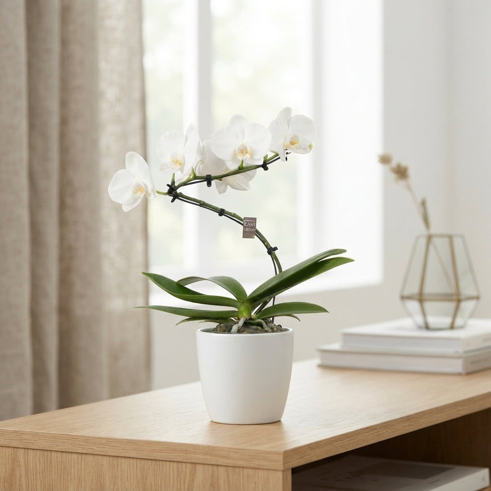 White Phalaenopsis Orchid ‘Twister Wing’ – 12cm Pot