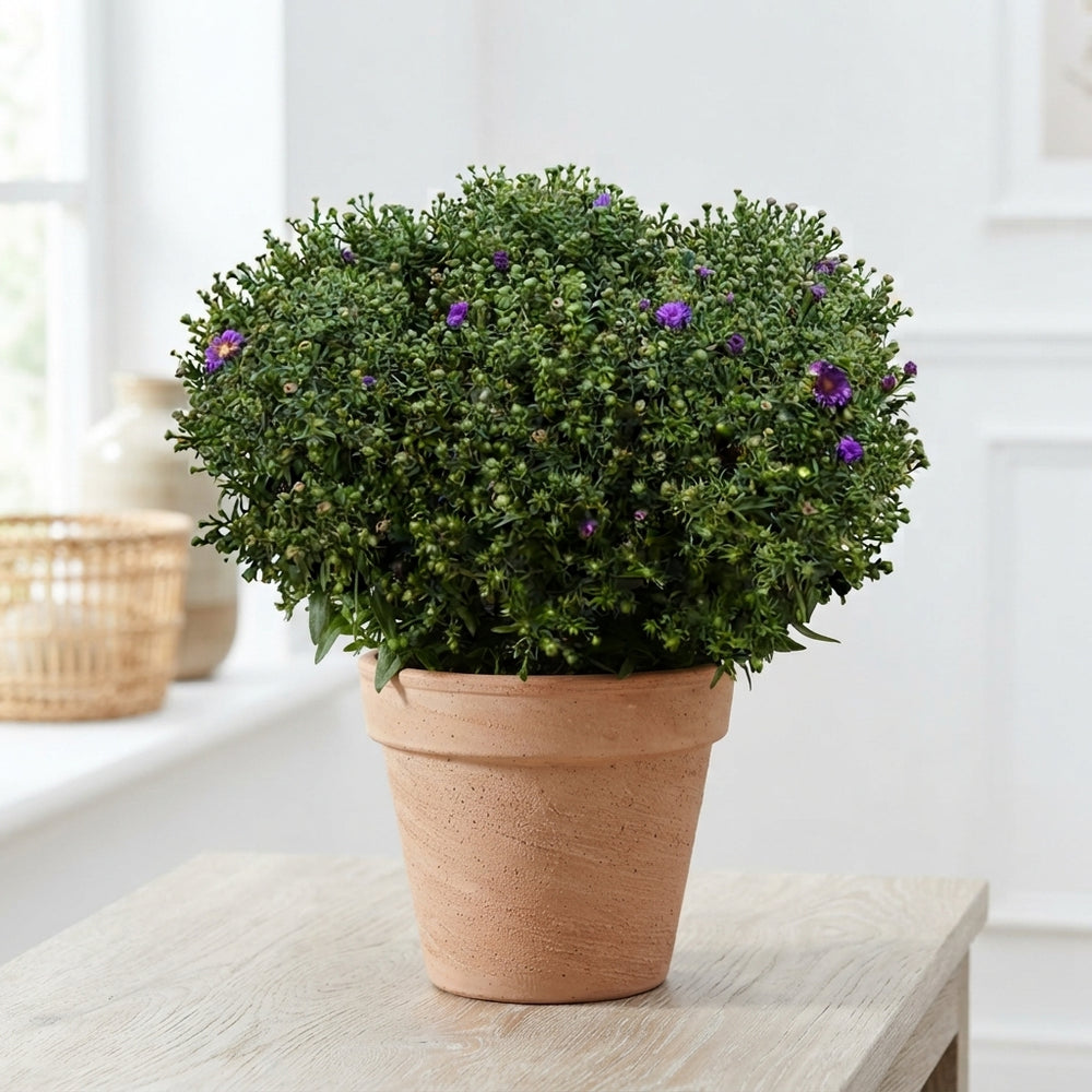 Blue Aster ‘Lapis’ – 17cm Pot, Approx. 40cm High