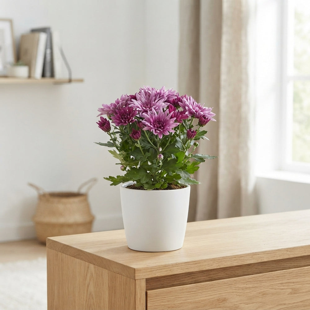 Purple Chrysanthemum ‘Jeff’ – 12cm Pot