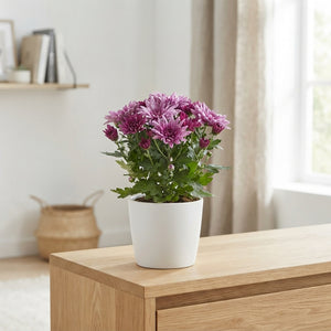 Purple Chrysanthemum ‘Jeff’ – 12cm Pot