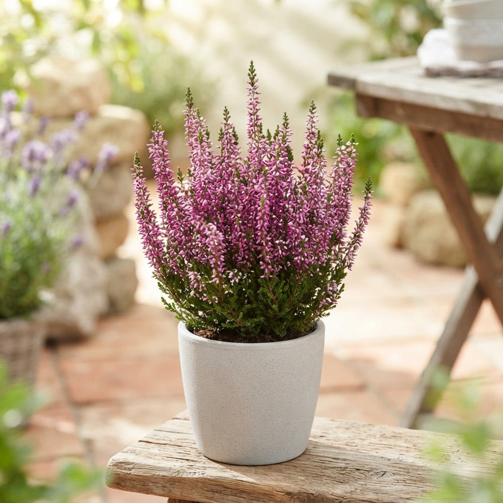 Calluna vulgaris Heather – 6.5cm Pot