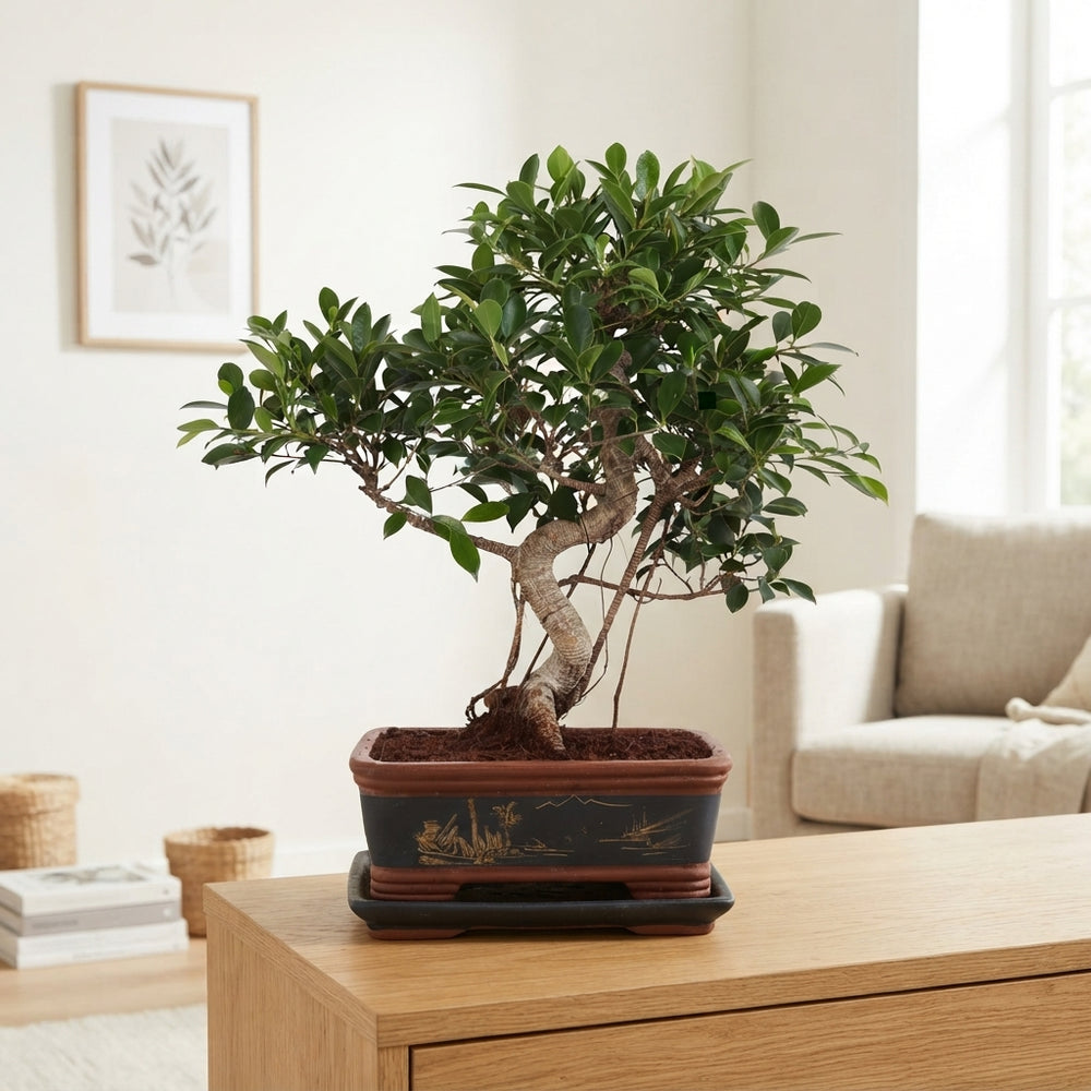 Indoor Ficus Bonsai with S-Shaped Trunk – 40cm Pot