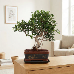 Indoor Ficus Bonsai with S-Shaped Trunk – 40cm Pot