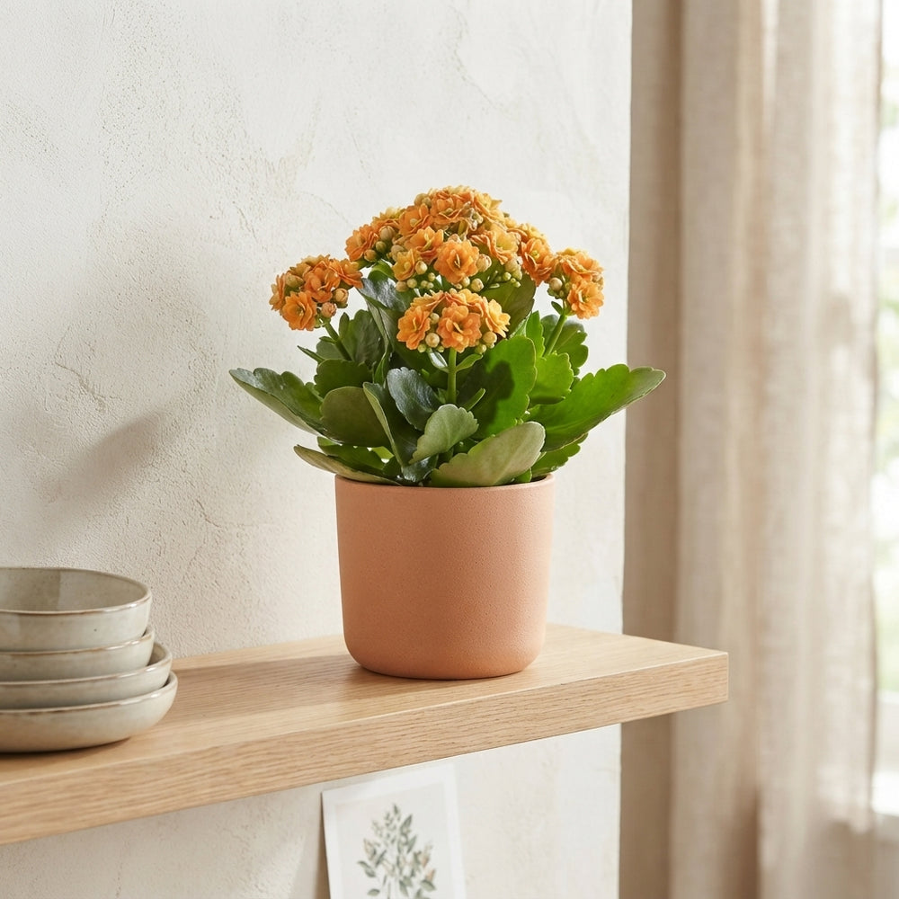 Orange Double Kalanchoe – 10.5cm Pot