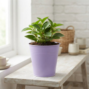 Lilac Decorative Zinc Plant Pot