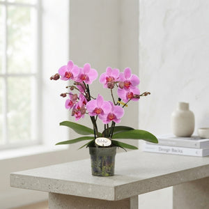 Pink Phalaenopsis Orchid 'Pink Lady' – 3 Stem, 12cm Pot