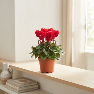 Mixed Cyclamen persicum – 12cm Pot, 30cm High