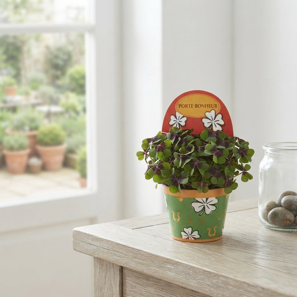 Lucky Clover (Oxalis deppei) – 9cm Pot