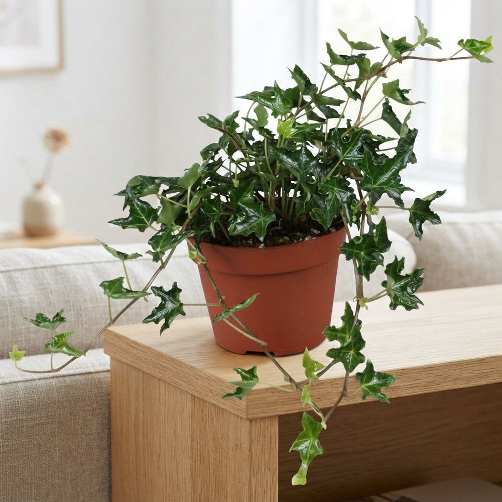 Ivy ‘Ivalace’ (Hedera helix) – 13cm Pot