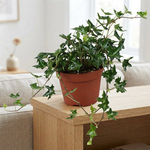 Ivy ‘Ivalace’ (Hedera helix) – 13cm Pot
