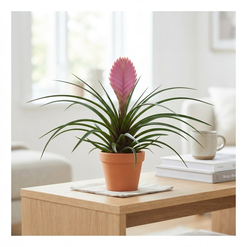 Pink Quill Plant (Tillandsia cyanea) – 9cm Pot