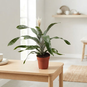 White Aechmea ‘Fas Prontoo’ – 15cm Pot