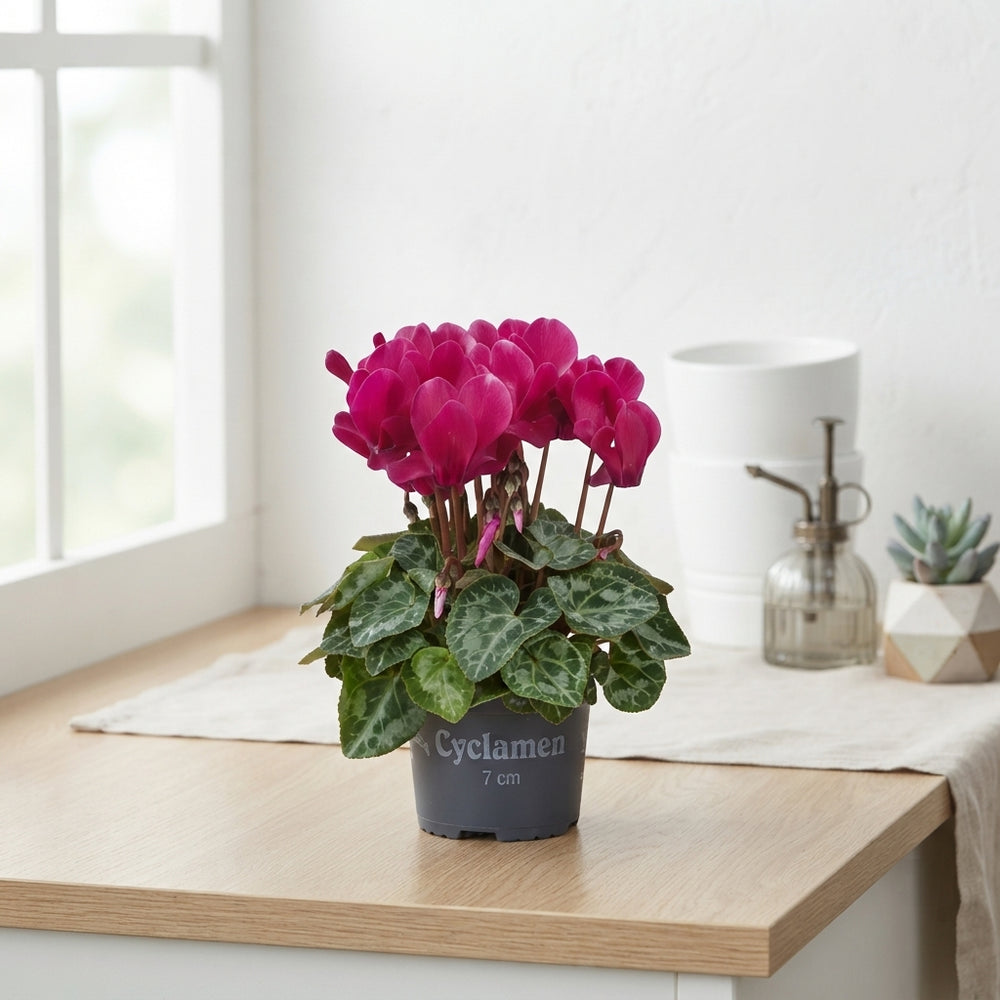 Mixed Mini Cyclamen (Cyclamen persicum) – 7cm Pot
