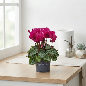 Mixed Mini Cyclamen (Cyclamen persicum) – 7cm Pot