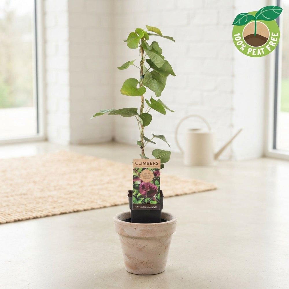 Dutchman’s Pipe Vine (Aristolochia macrophylla) – 15cm Pot