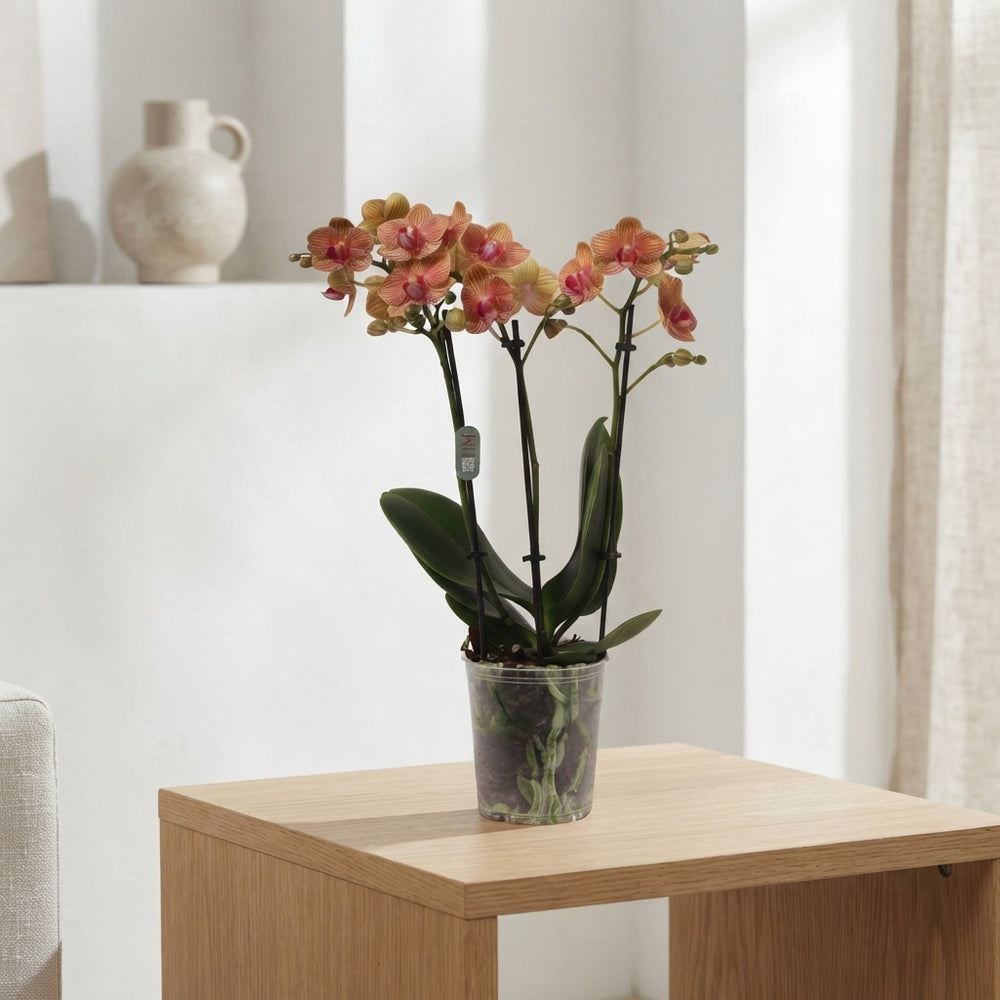 Orange Phalaenopsis Orchid – 2 Stem, 12cm Pot