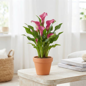 Mixed Zantedeschia Calla Lily – 13cm Pot, 45cm High