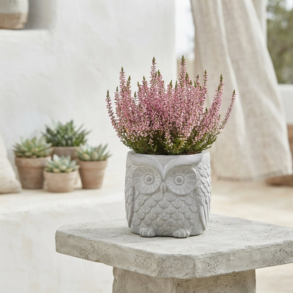Outdoor Plant Arrangement in XL Ceramic Owl Pot – 18cm