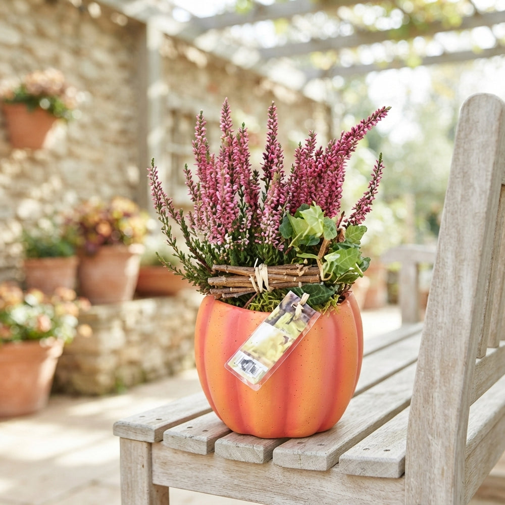 Outdoor Pumpkin Arrangement – 15cm Moss Pot