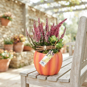 Outdoor Pumpkin Arrangement – 15cm Moss Pot