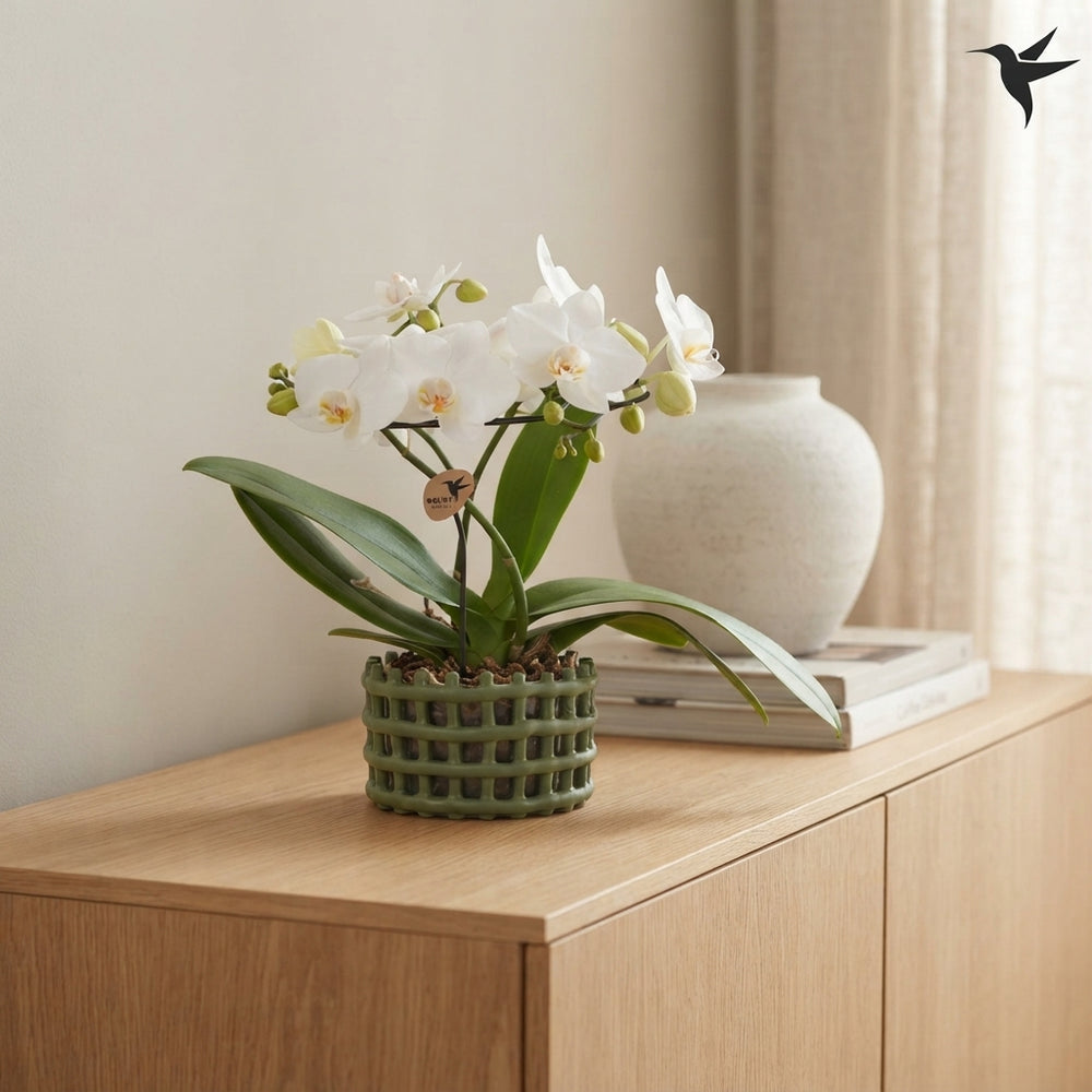 White Phalaenopsis Orchid ‘Kolibri Halo’ – 9cm Ceramic Pot