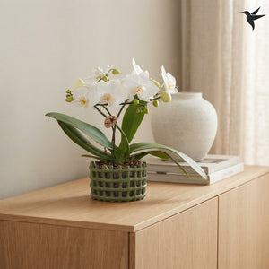 White Phalaenopsis Orchid ‘Kolibri Halo’ – 9cm Ceramic Pot