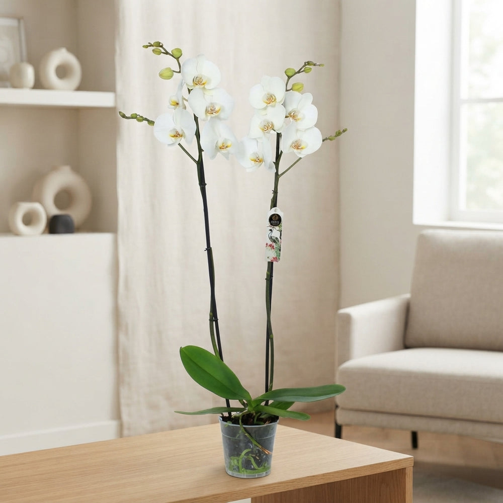 White Phalaenopsis Orchid – 12cm Pot, 70cm Tall