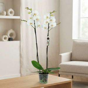 White Phalaenopsis Orchid – 12cm Pot, 70cm Tall