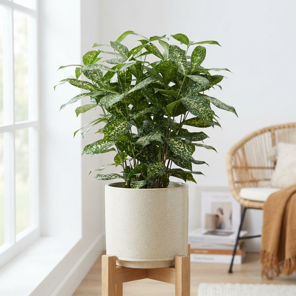 Dracaena surculosa Bush Tree – 30cm Pot, 120cm High