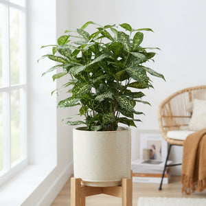 Dracaena surculosa Bush Tree – 30cm Pot, 120cm High