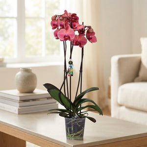 Narbonne Phalaenopsis Orchid – 12cm Pot, 65cm High