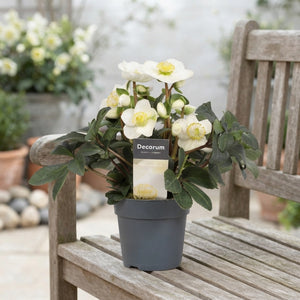 White Christmas Rose (Helleborus) – 12cm Pot
