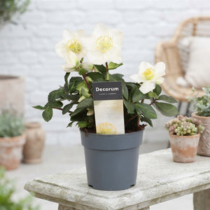 Christmas Rose Helleborus – White, 12cm Pot