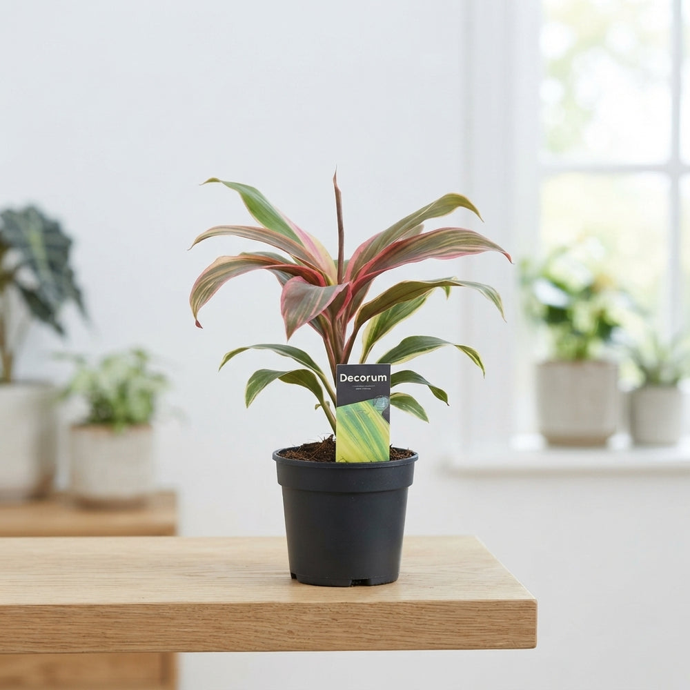 Mixed Cordyline Houseplant – 12cm Pot, 30cm High