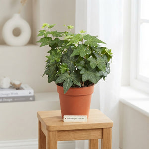 Brigitte Ivy (Hedera helix) – 9cm Pot