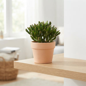 Crassula Horn Tree Succulent – 17cm Pot, 40cm High