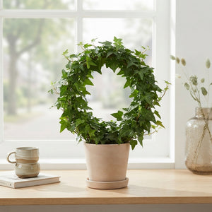 Ivy Arch Houseplant (Hedera helix) – 10.5cm Pot